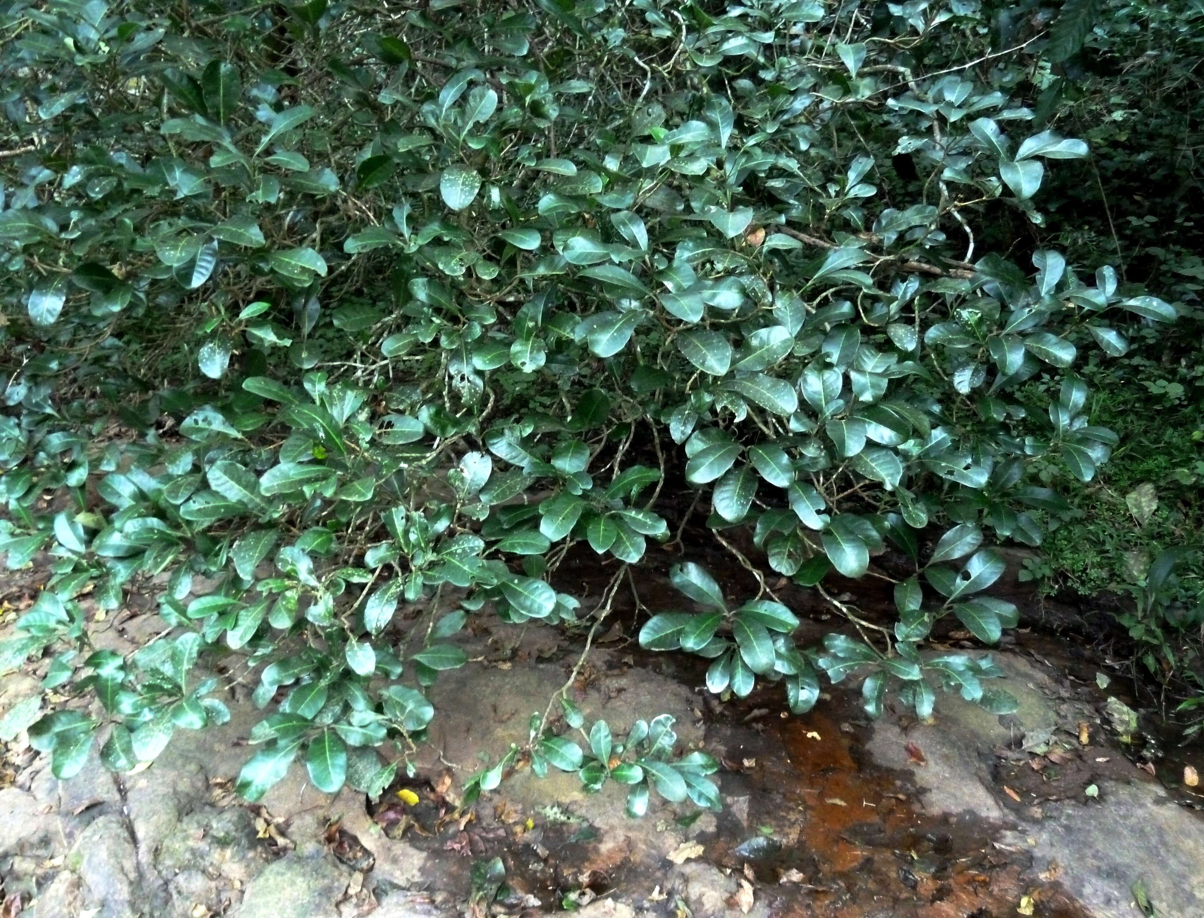 Image of Black bird-berry