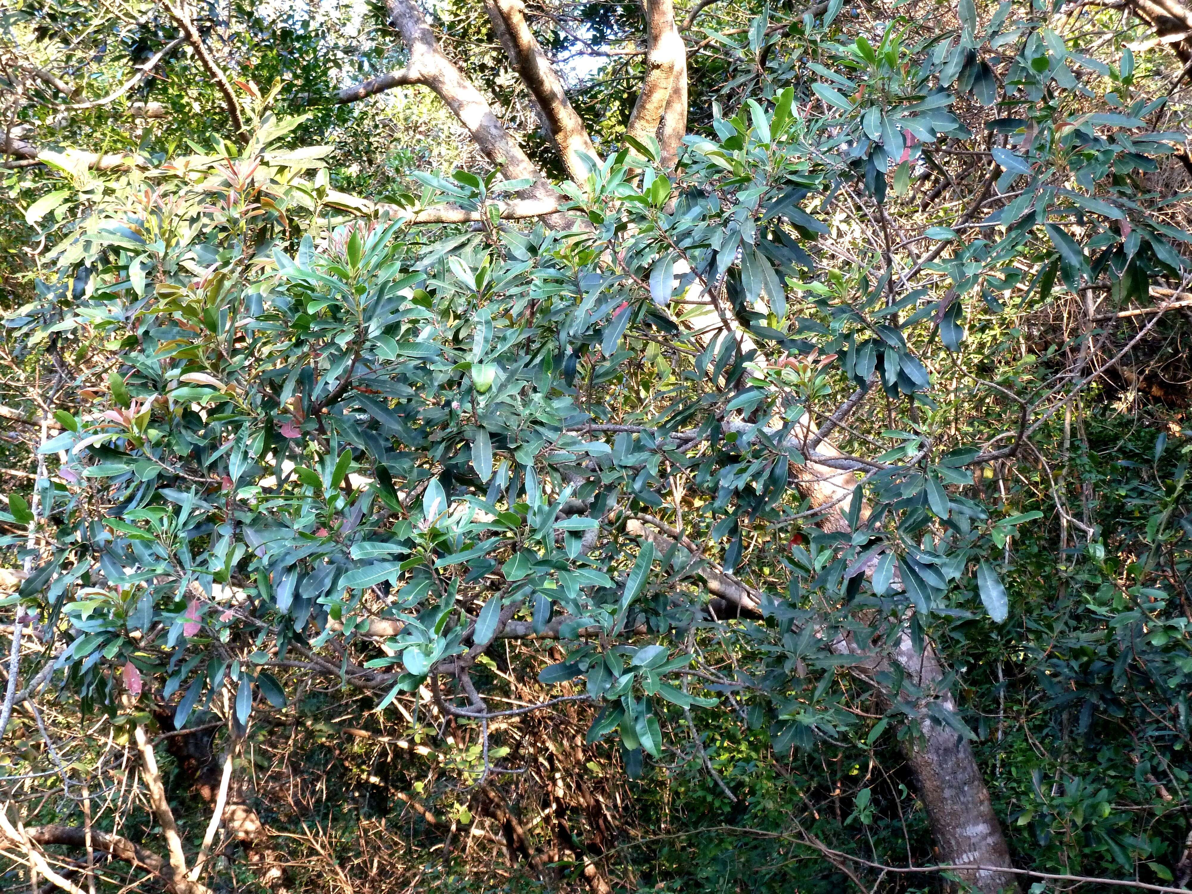 Image of Protorhus longifolia (Bernh.) Engl.