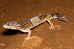 Image of Western Indian Leopard Gecko