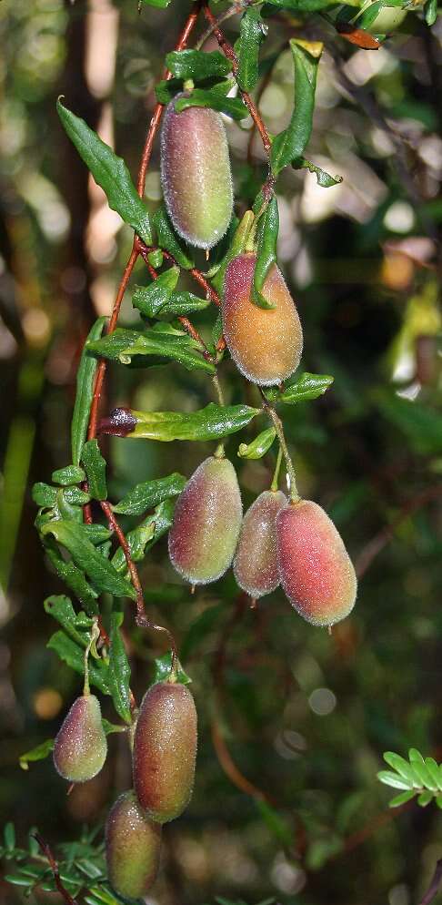 Image of Apple Dumplings