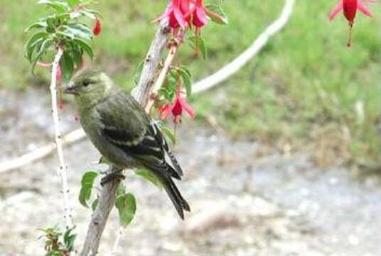 Image of Black-chinned Siskin