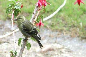 Image of Black-chinned Siskin