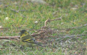 Image of Black-chinned Siskin