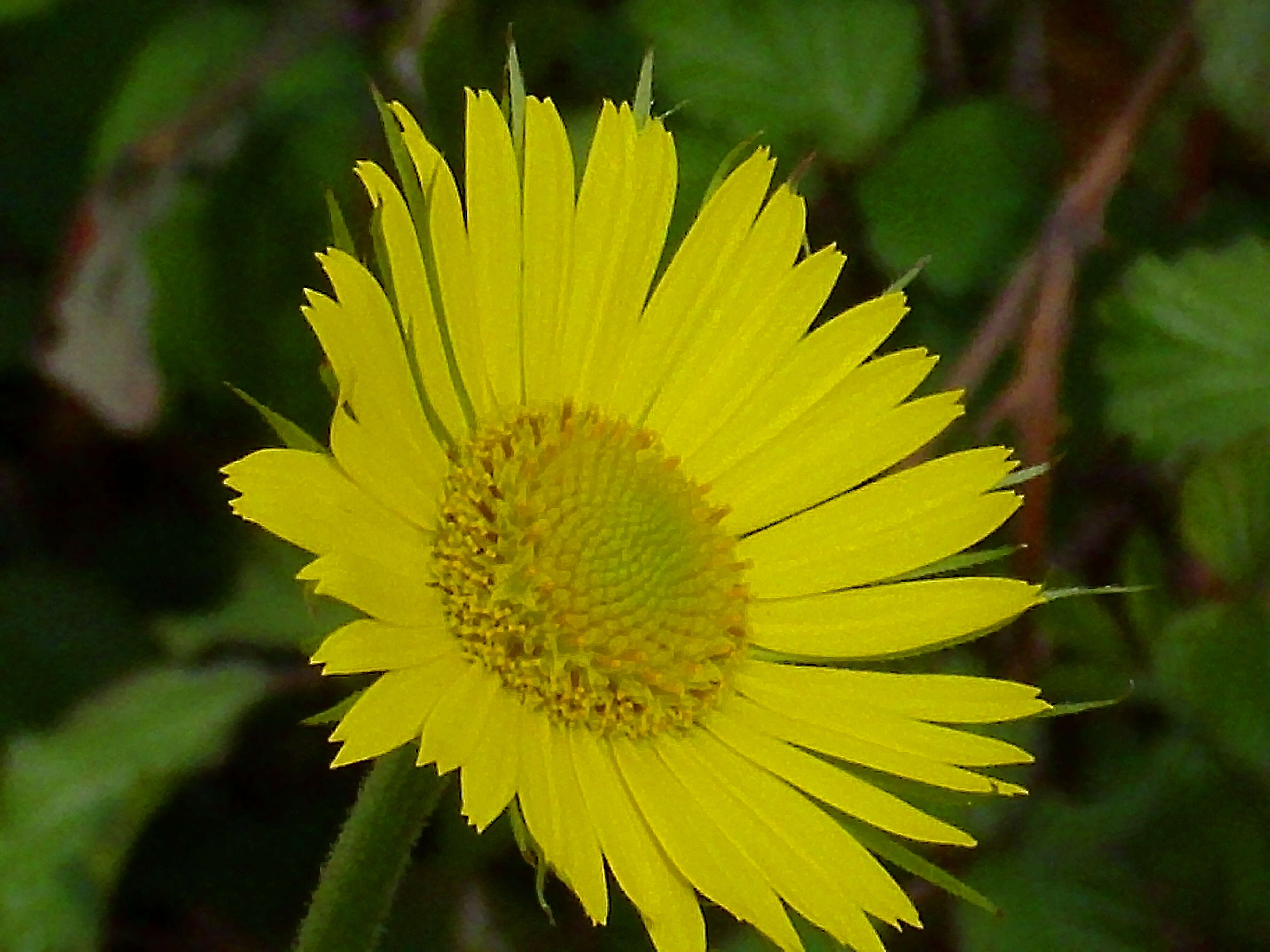 Doronicum plantagineum L. resmi