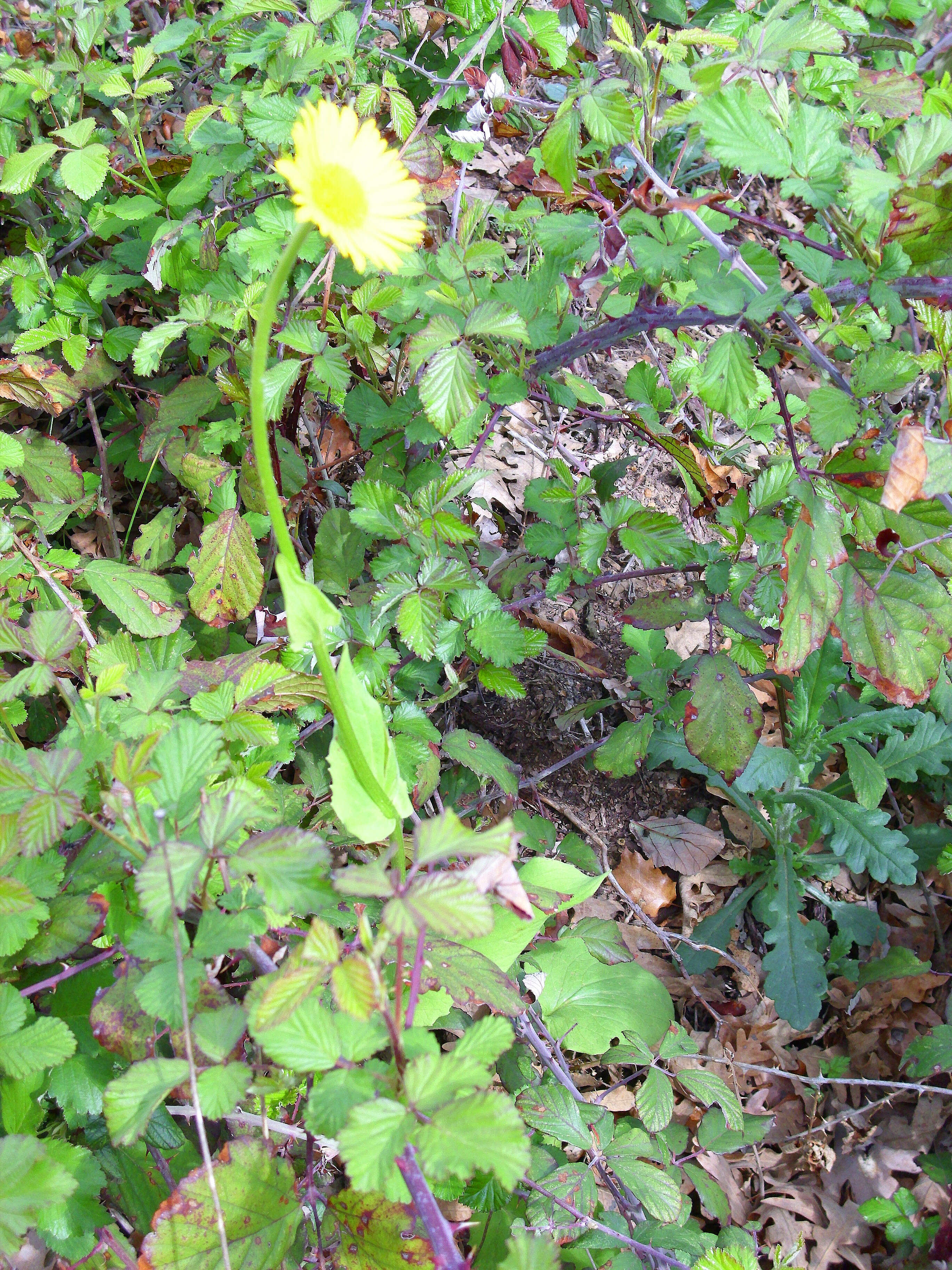 Doronicum plantagineum L. resmi