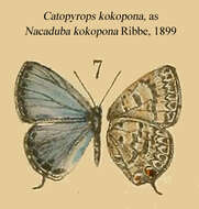 Image of Catopyrops kokopona (Ribbe 1899)