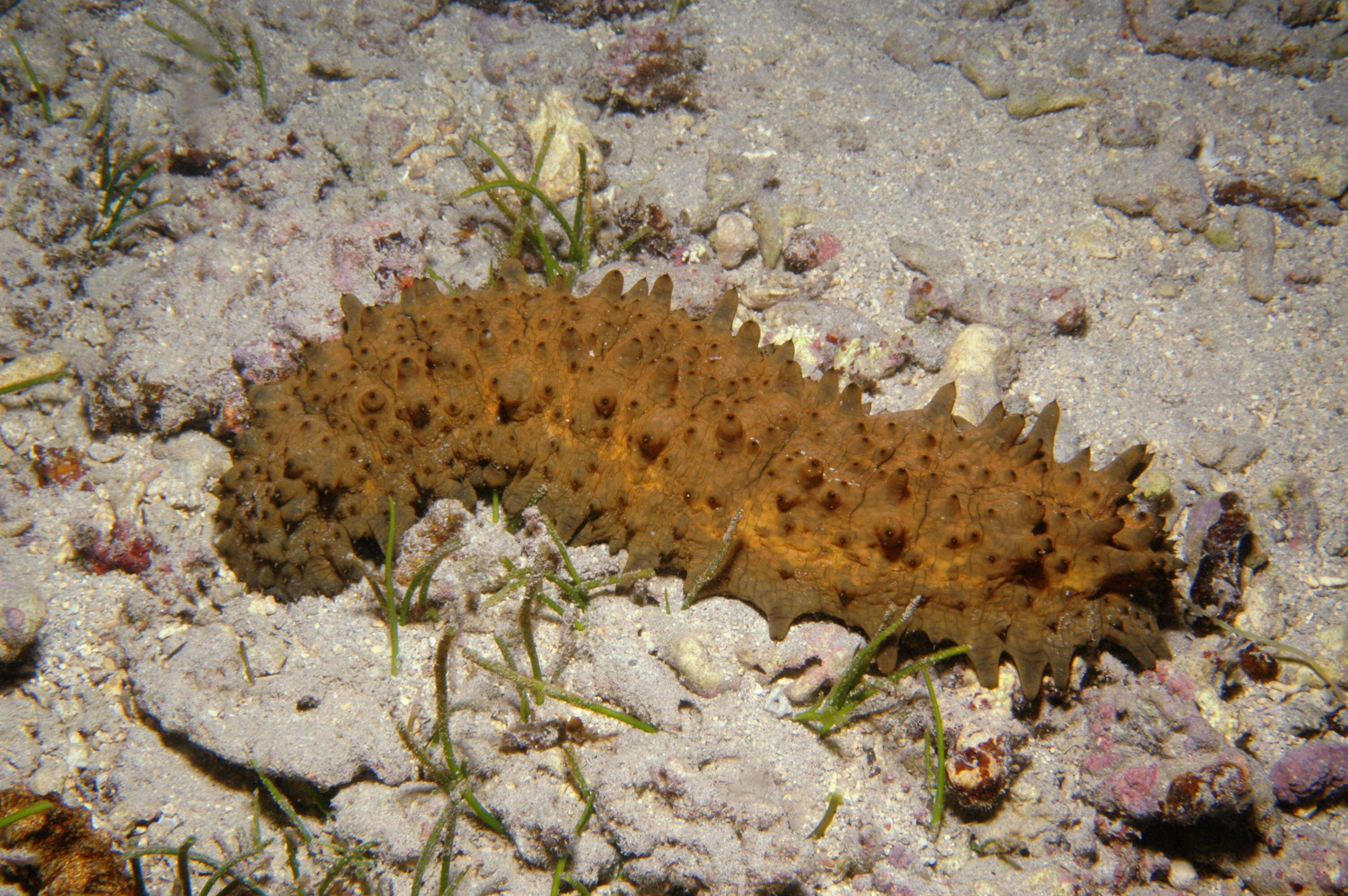 Слика од Stichopus herrmanni Semper 1868