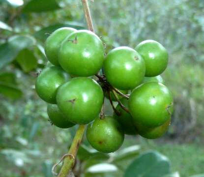 Image of Smilax