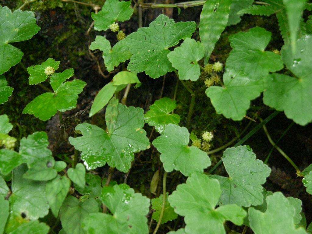 Image of Hydrocotyle javanica Thunb.