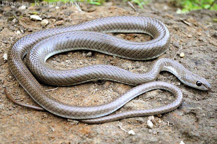 Image of Stout Sand Snake