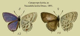 Image of Catopyrops keiria (Druce 1891)