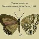 Image of Tartesa