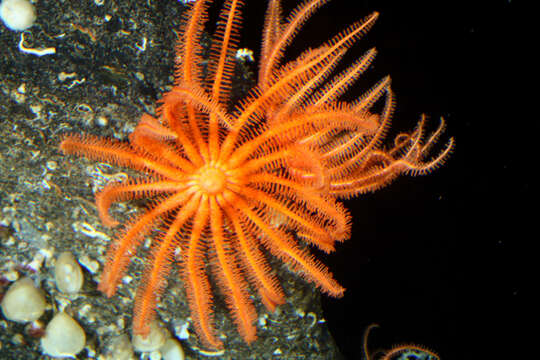 Image of Novodinia antillensis (A. H. Clark 1934)