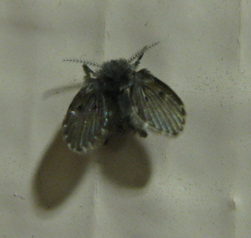 Image of Moth fly