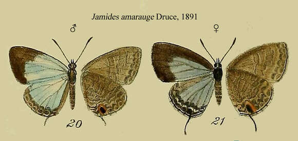 Image of Jamides amarauge H. H. Druce 1891