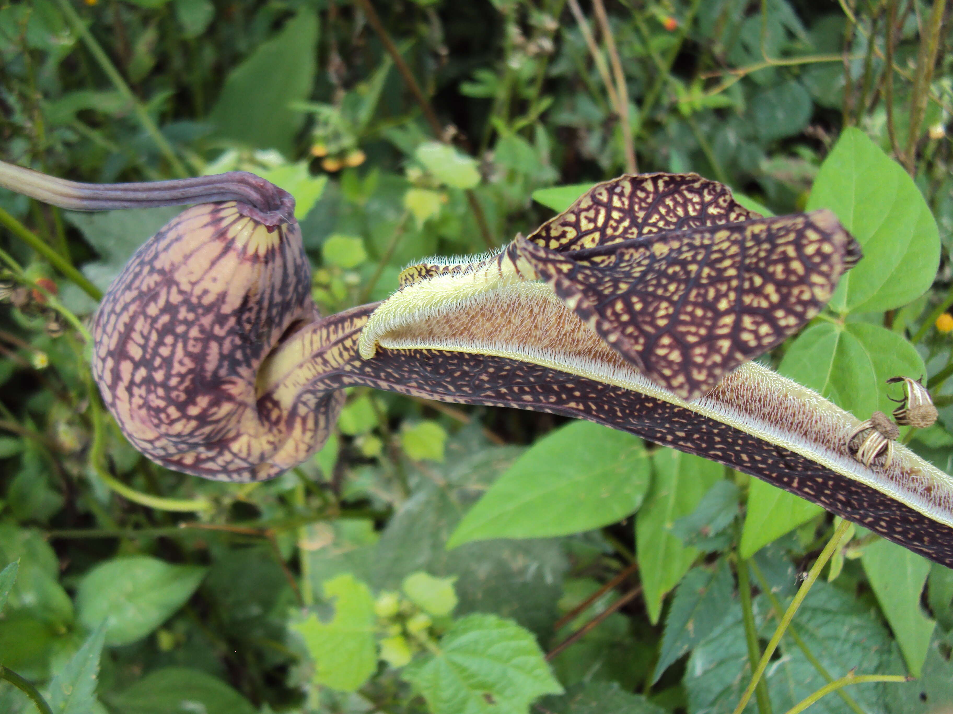 Image de Aristolochia ringens Vahl