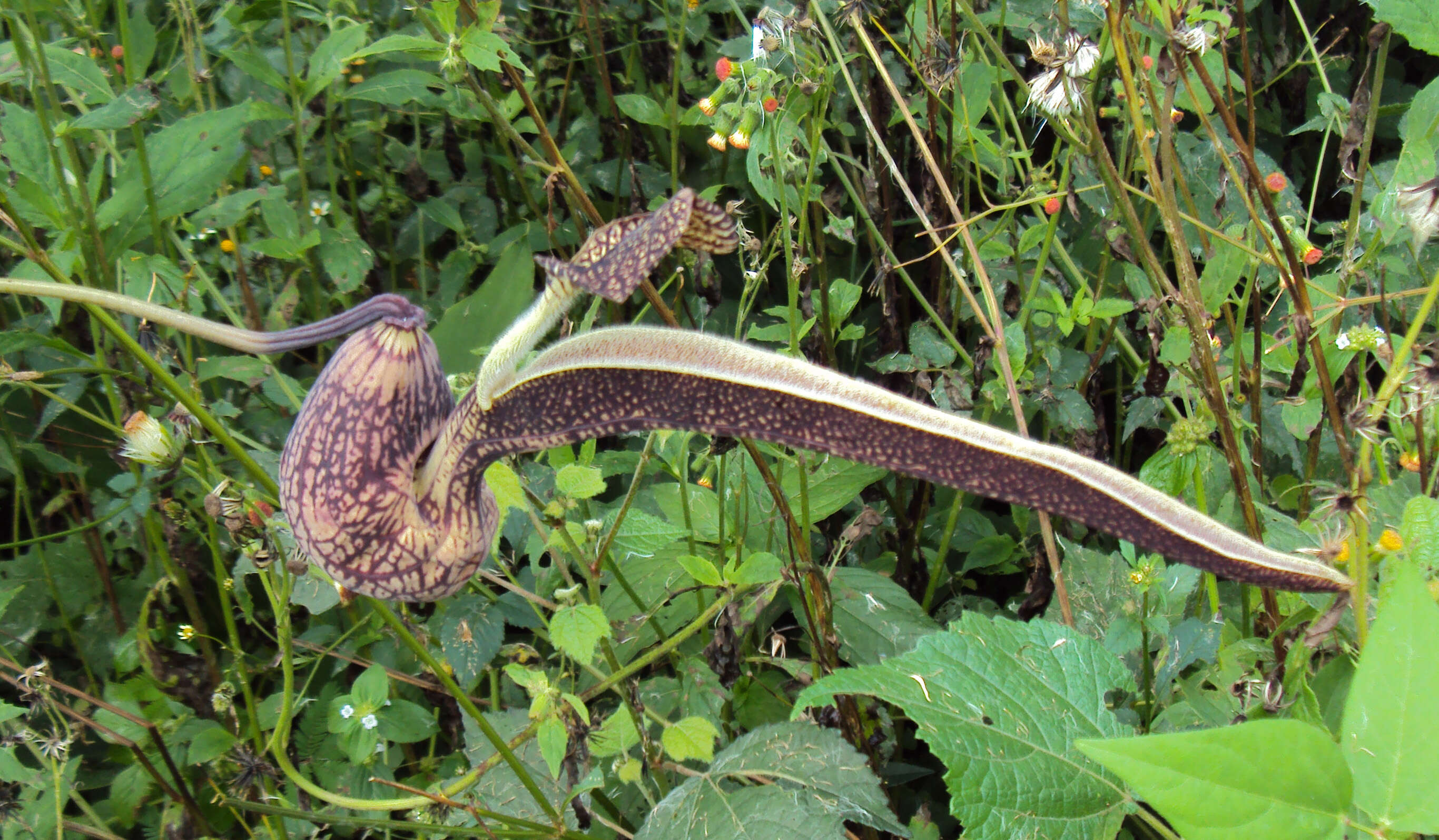 Image de Aristolochia ringens Vahl