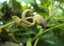 Image de Aristolochia ringens Vahl