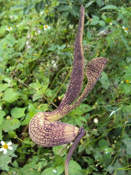 Image de Aristolochia ringens Vahl