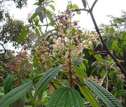 Image of Leandra subseriata (Naud.) Cogn.