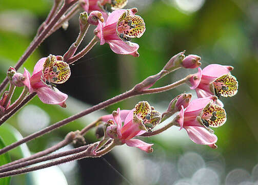 Image of Bomarea edulis (Tussac) Herb.