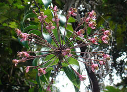 Image of Bomarea edulis (Tussac) Herb.