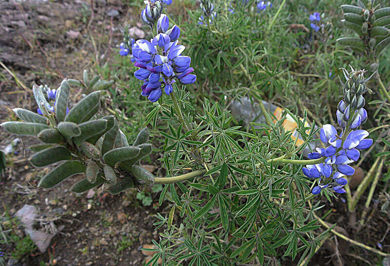 Image of lupine