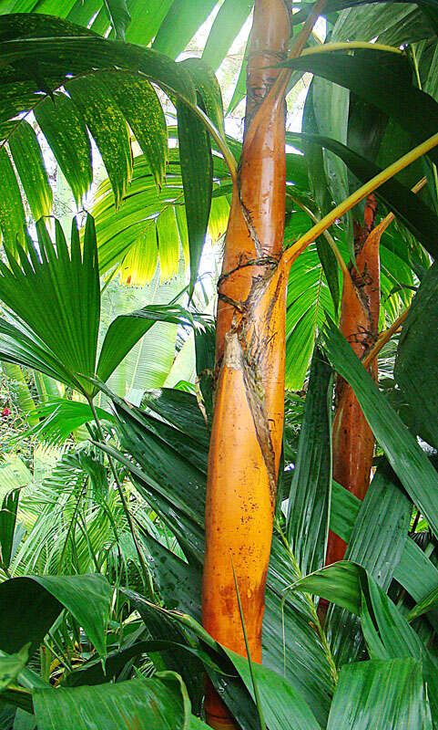 Image of Areca vestiaria Giseke