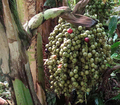 Image of Burmese fishtail palm