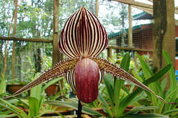 Image de Paphiopedilum rothschildianum (Rchb. fil.) Stein