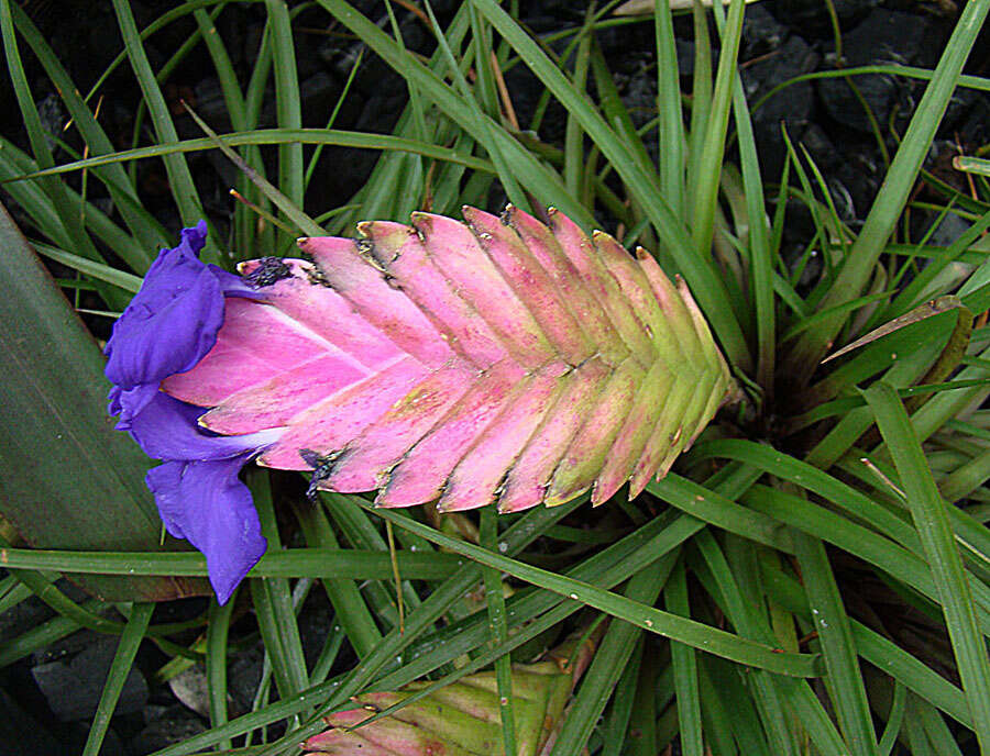 Image of Tillandsia guatemalensis