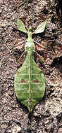 Image of Leaf insects