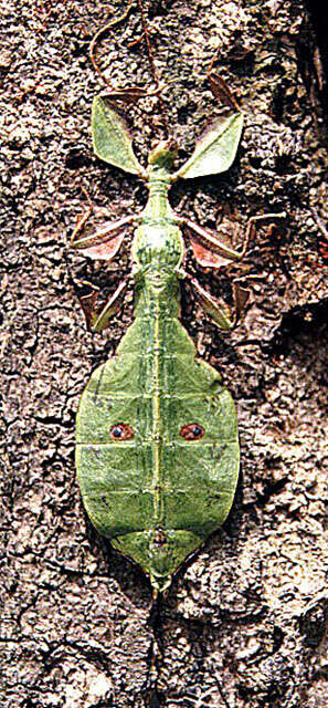 Image of Leaf insects