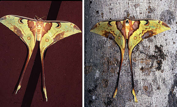 Image of Malaysian moon moth