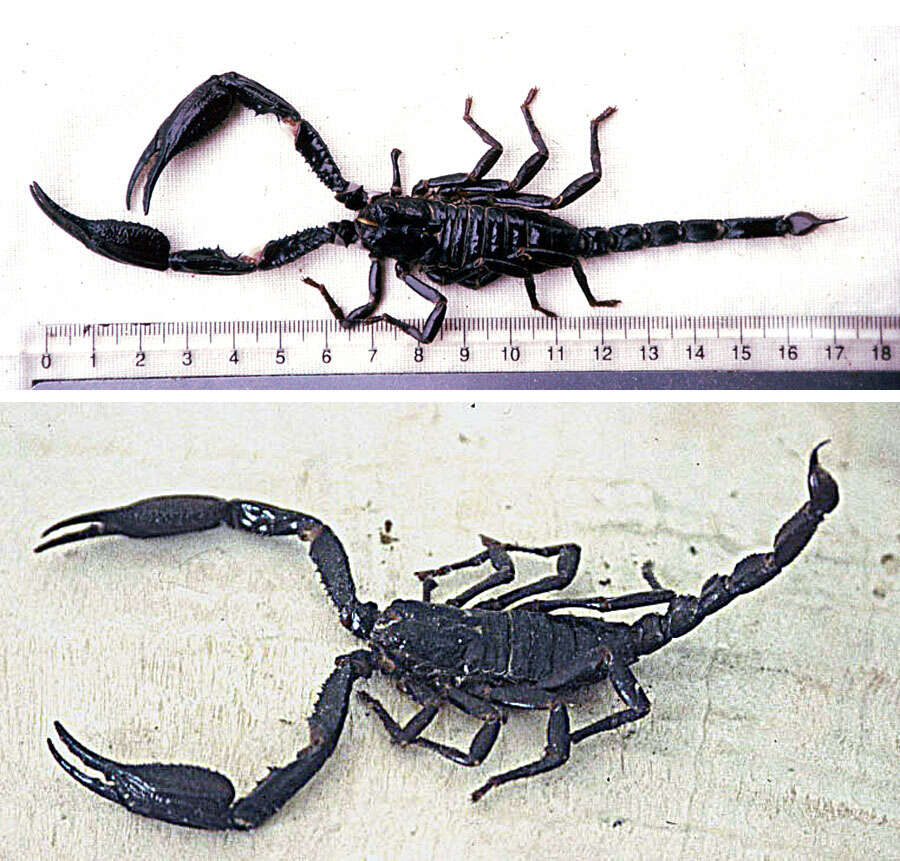 Image of Asian Forest Scorpion