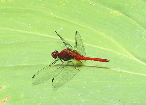 Sivun Erythrodiplax fusca (Rambur 1842) kuva