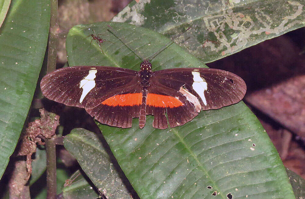 Image of Heliconius clysonymus Latreille 1817