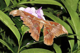 Image of Orizaba Silkmoth