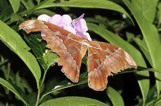 Image of Orizaba Silkmoth