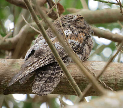 Image of Common Potoo