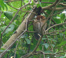 Image of Santa Marta Screech Owl