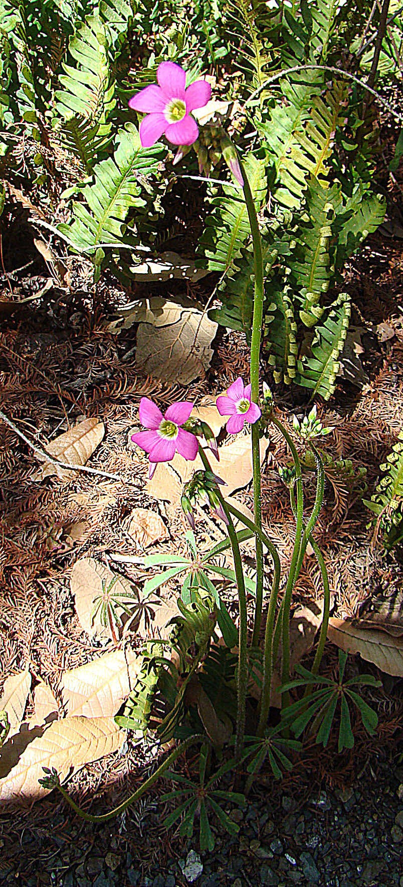 Sivun Oxalis magnifica (Rose) Knuth kuva