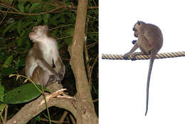 Image of Long-tailed Macaque