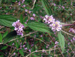 Image of bushy lippia