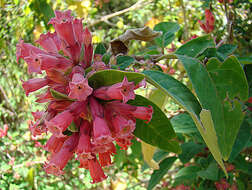 صورة Cestrum fasciculatum (Schltdl.) Miers