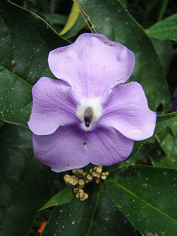 Image of largeflower brunfelsia