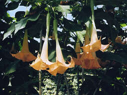 Image of arborescent angel's-tears