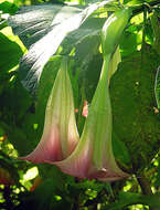 Image de Brugmansia insignis (Barb-Rodr.) T. E. Lockwood ex E. Wade Davis