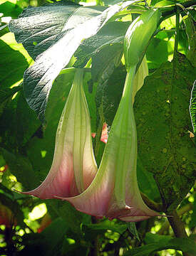 Image de Brugmansia insignis (Barb-Rodr.) T. E. Lockwood ex E. Wade Davis