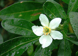 Image of Mexican Orange Blossom